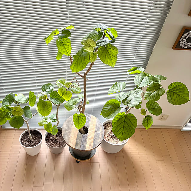 krkrさんの部屋