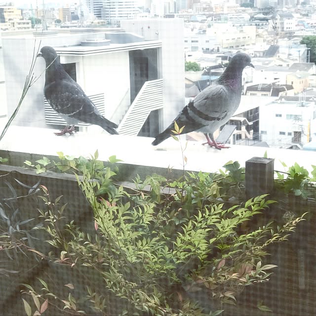 emmyyさんの実例写真
