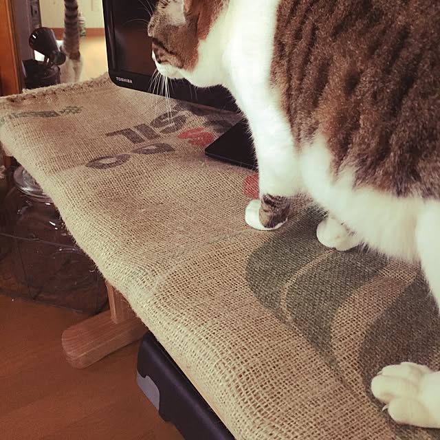gadgetさんの実例写真