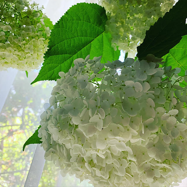 noinoi99さんの実例写真