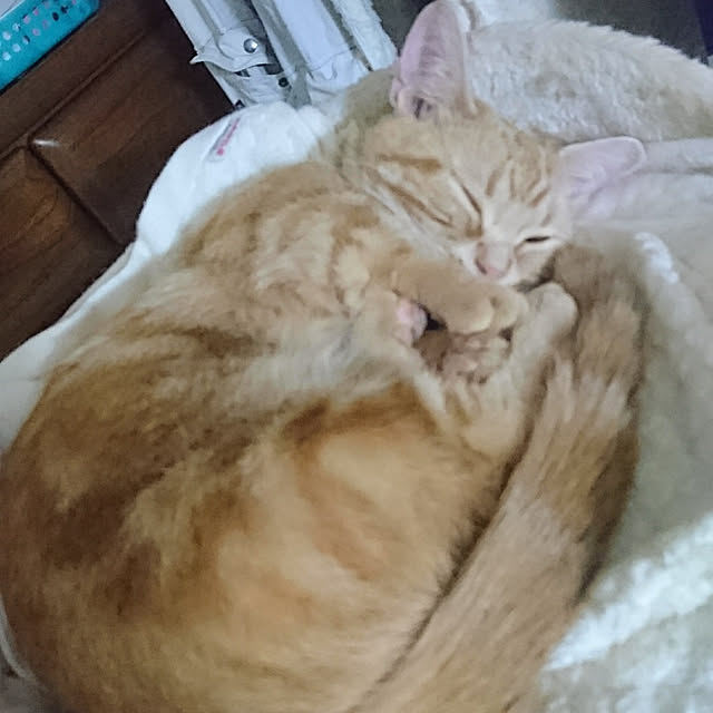 shinobuさんの実例写真