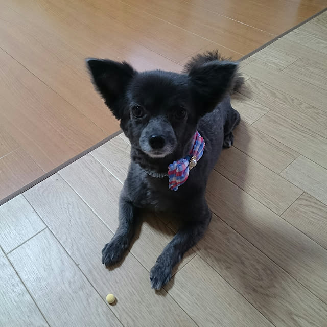 ichigoさんの実例写真
