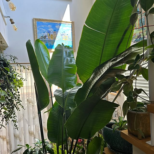 nonbiri_house_さんの部屋