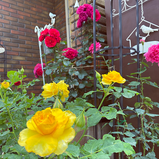 RoseLife5818さんの実例写真