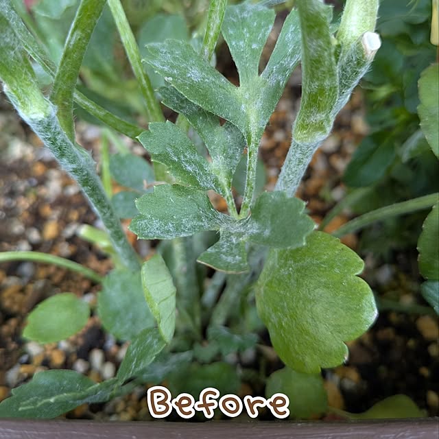 mi-saさんの部屋