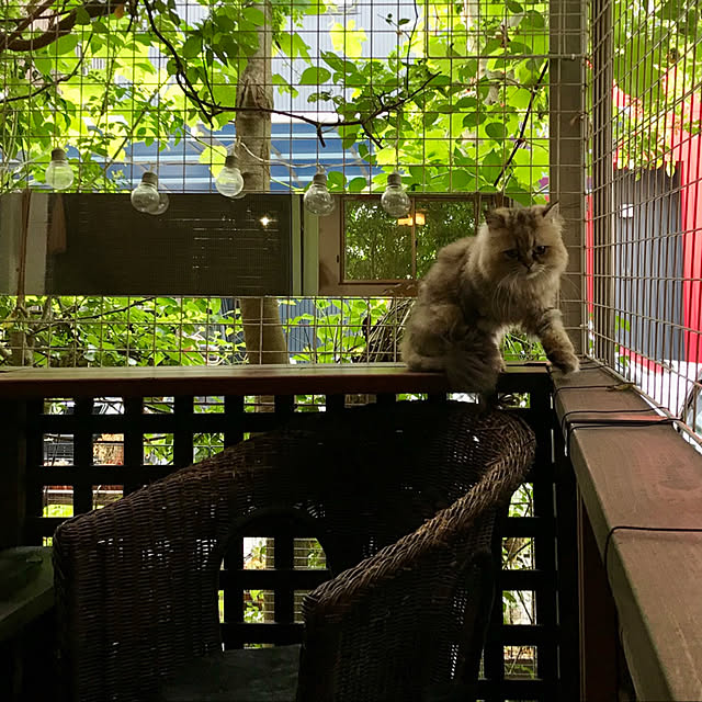 butachanさんの実例写真