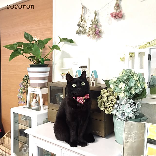 cocoronさんの実例写真