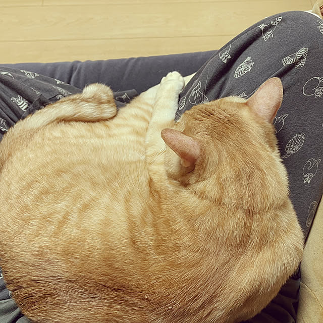chiiさんの部屋