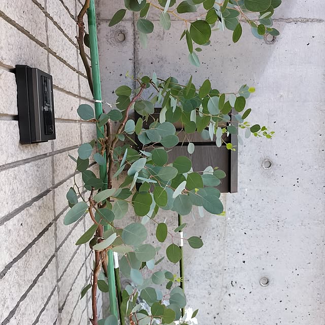 pua.dekoさんの実例写真