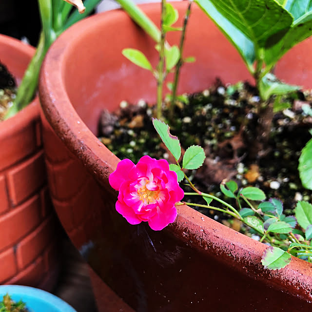 beautifulflowerさんの実例写真