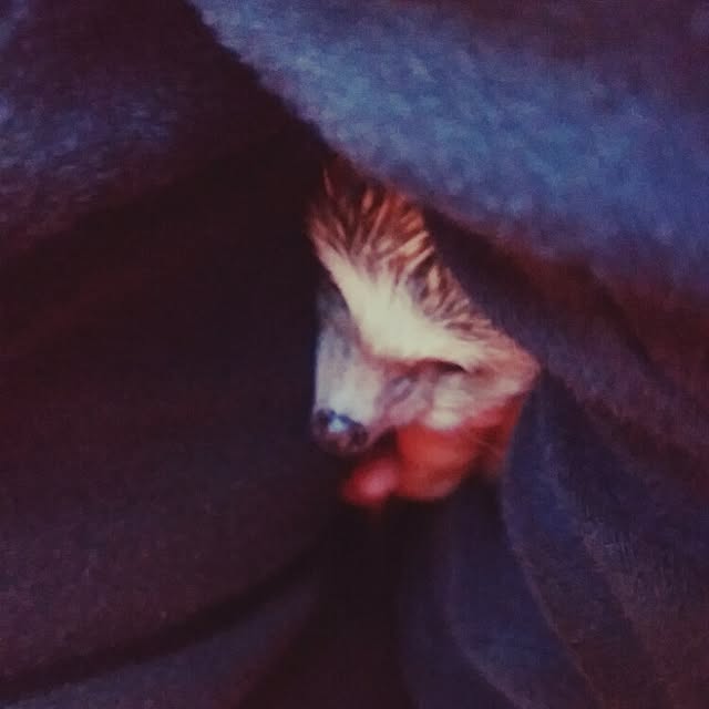 kuruさんの実例写真