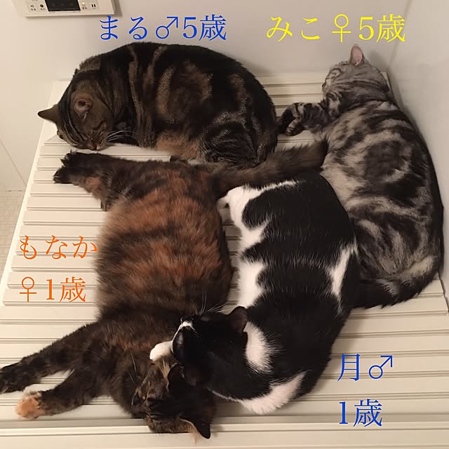 mikomaruさんの実例写真