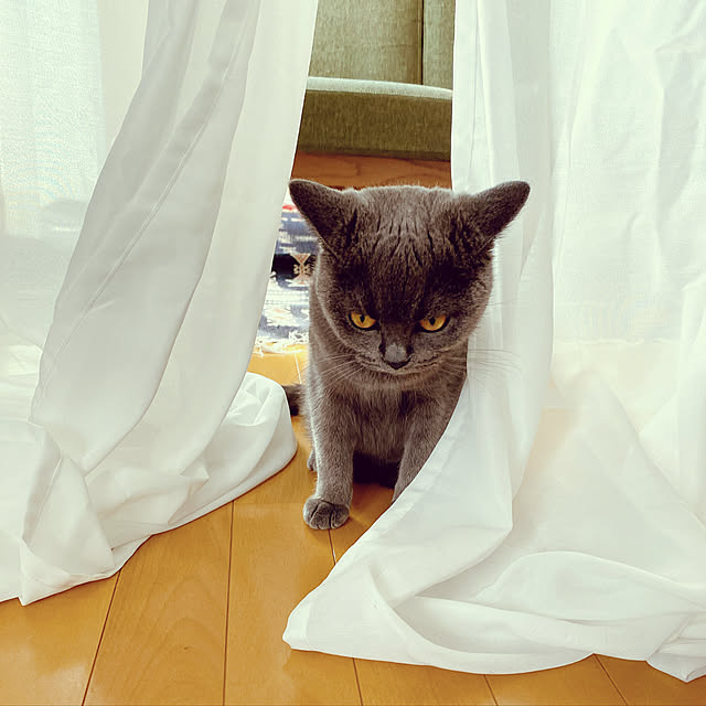 kaoさんの実例写真
