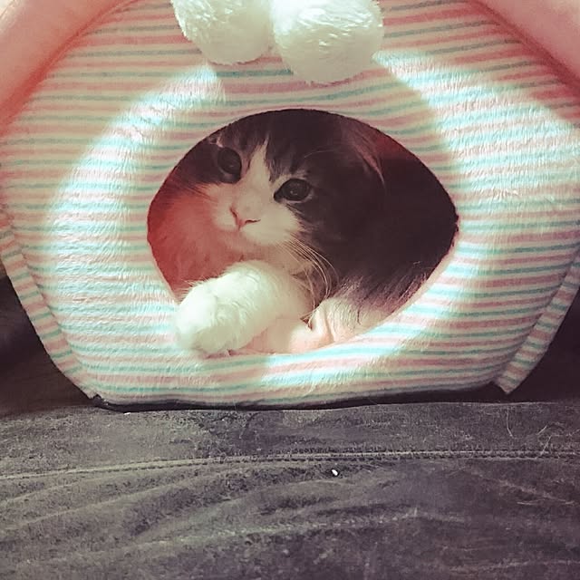 shinobuさんの実例写真