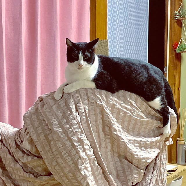 brbrnknkさんの実例写真