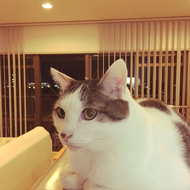niko-25さんの実例写真