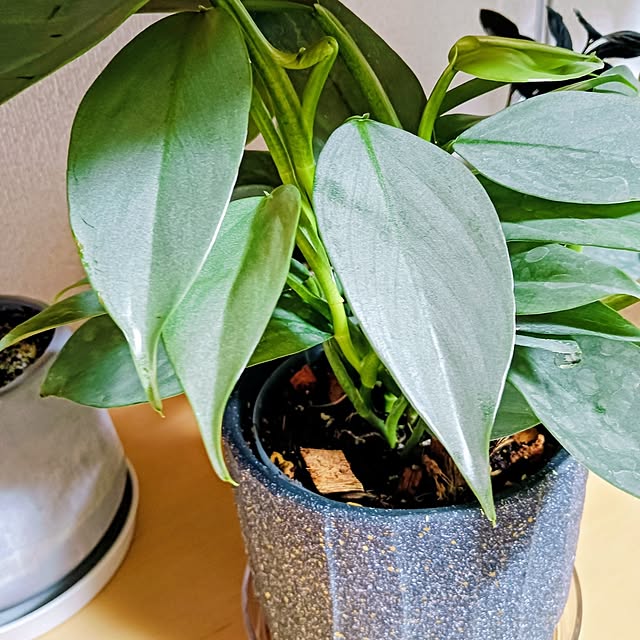 hanachanさんの部屋