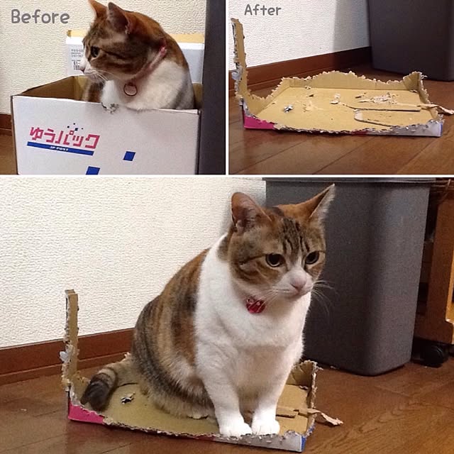 Mikaさんの実例写真