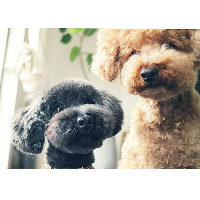 marronさんの実例写真