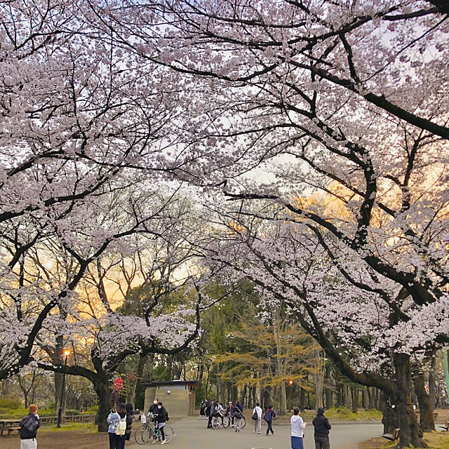 実例写真