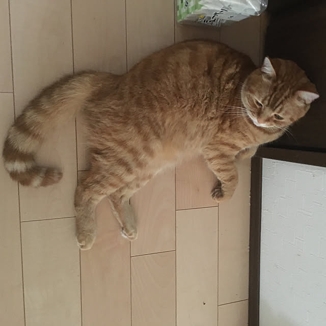 nekoさんの実例写真