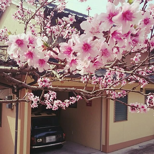 MIYAMIYAさんの実例写真