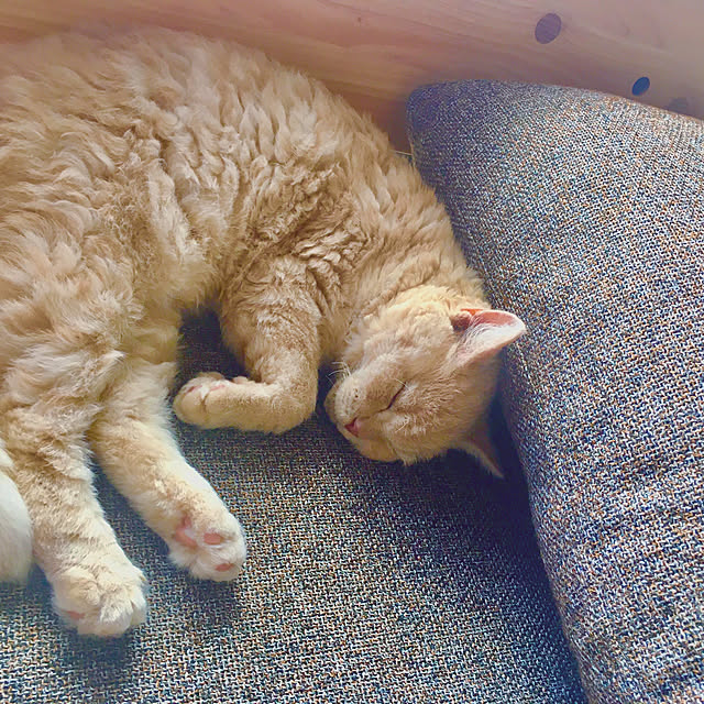 naokoさんの実例写真