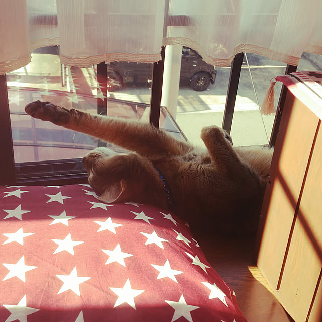 kichiさんの実例写真