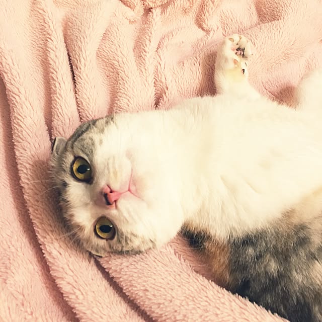 yokkochanさんの実例写真