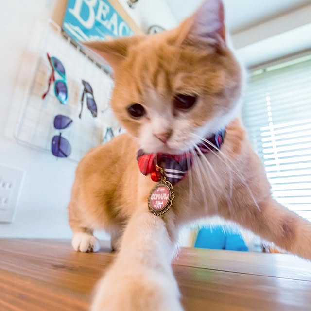 maruさんの実例写真