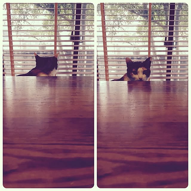 mayugonさんの実例写真