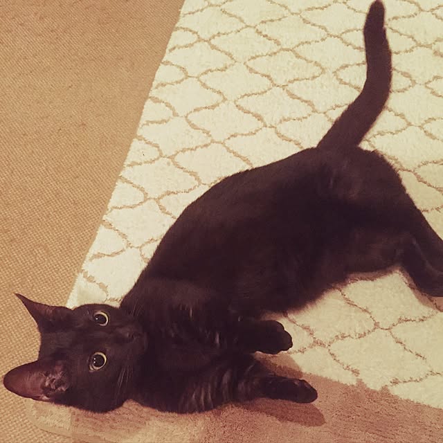 Sachikoさんの実例写真
