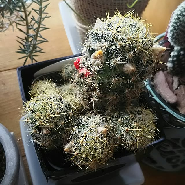 naopyiさんの実例写真