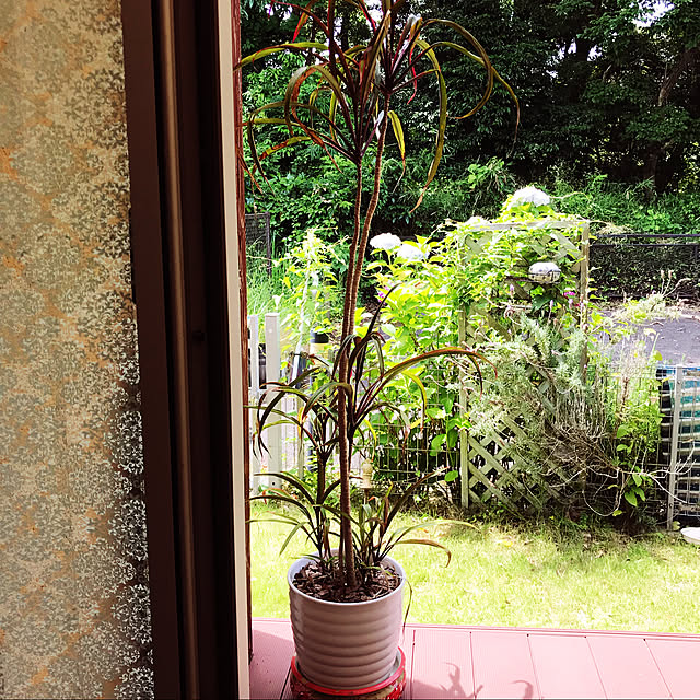 buchibuchi55さんの実例写真