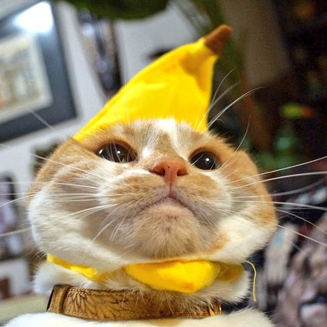 kobakissaさんの実例写真