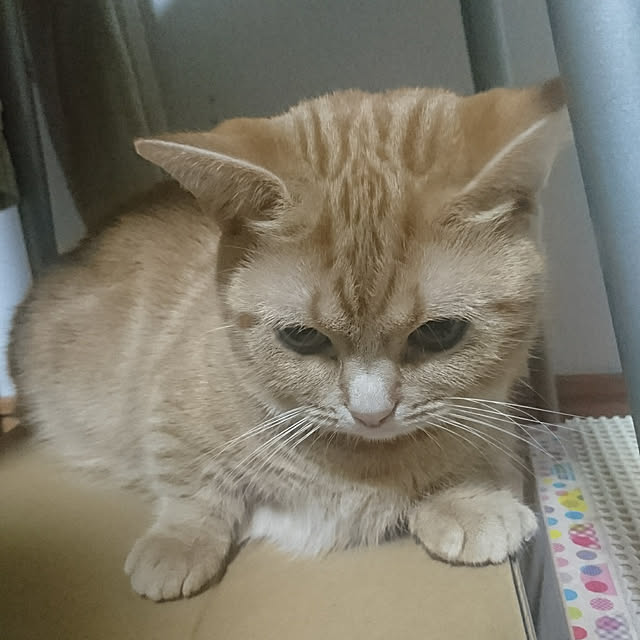 shinobuさんの実例写真