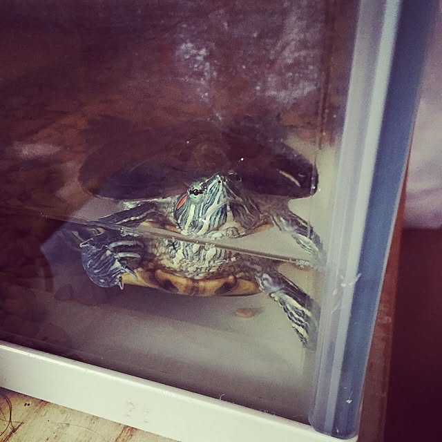 mayugonさんの実例写真