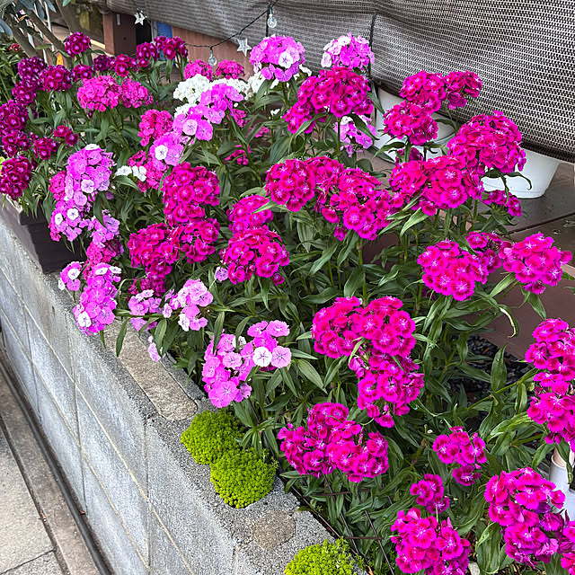 hanihaniさんの実例写真
