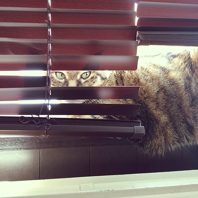 maiさんの実例写真