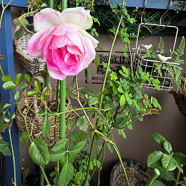 naokoさんの部屋