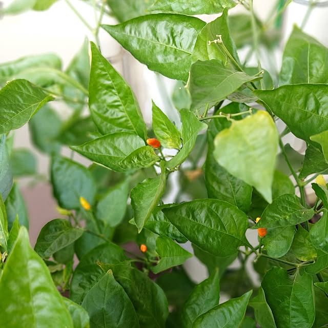 ToReTaRiさんの部屋