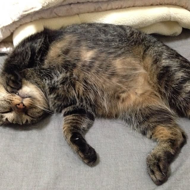 mikanさんの実例写真