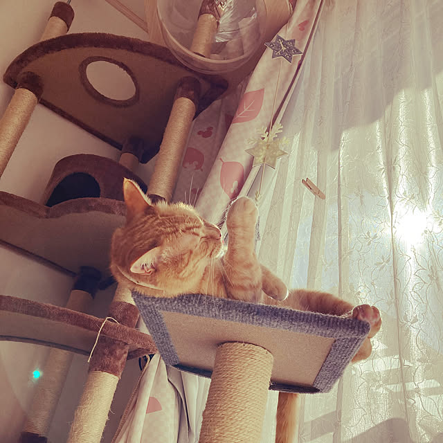Gomaさんの実例写真