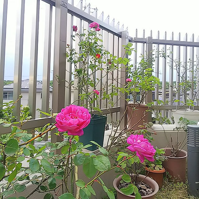 hiromimiさんの実例写真