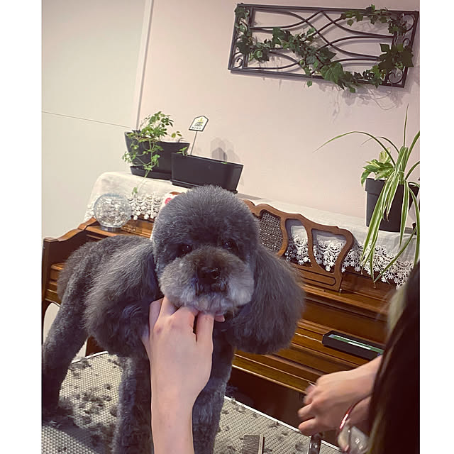 usagiさんの実例写真
