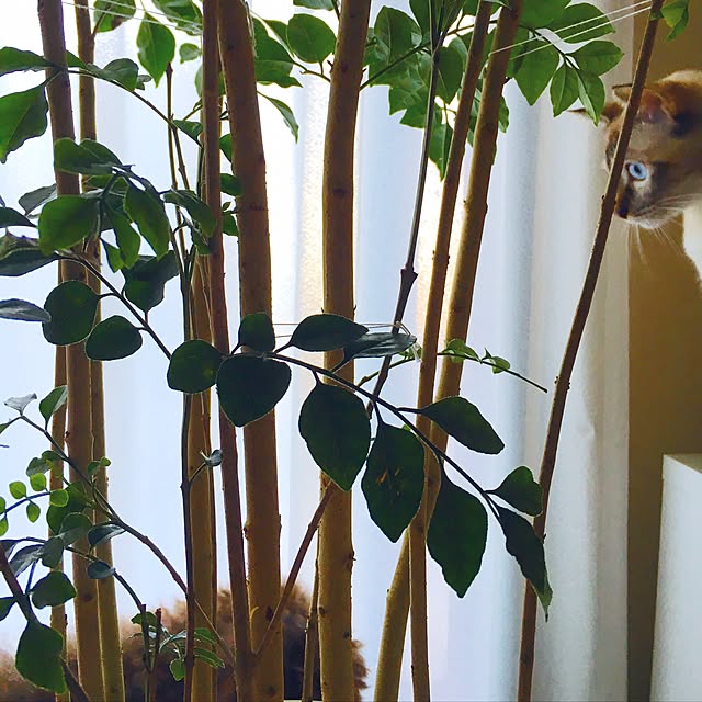 noelさんの実例写真