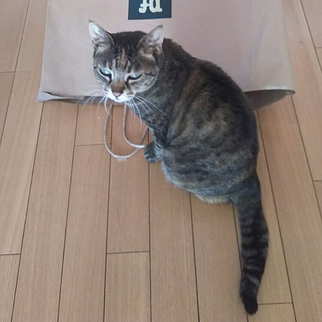 sakuraさんの実例写真