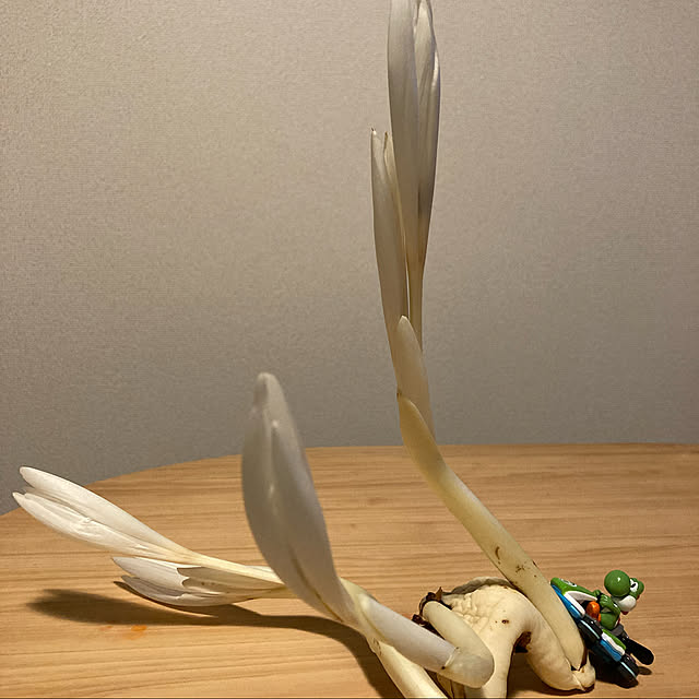 観葉植物/一人暮らし/机のインテリア実例 - 2022-09-29 23:59:43