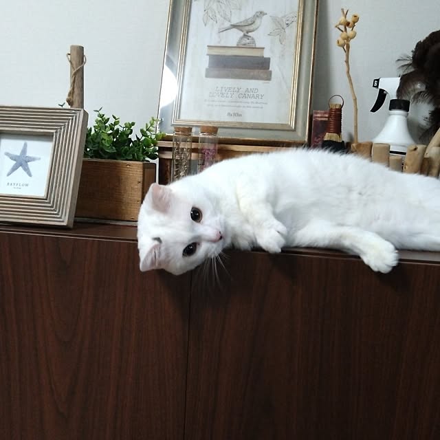 MIPORINNさんの部屋