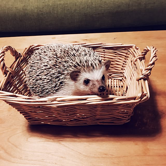 saokoさんの実例写真
